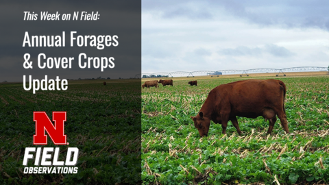 Graphic for “This Week on N Field: Annual Forages & Cover Crops Update” featuring a cow grazing in a cover crop mix within a harvested cornfield, with pivot irrigation systems in the background.