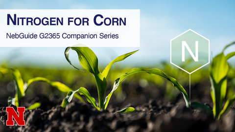 Wide-angle photo of young corn seedlings emerging from dark soil under a blue sky, with a translucent nitrogen symbol graphic and text reading “Nitrogen for Corn: NebGuide G2365 Companion Series,” plus the red Nebraska N logo in the corner.