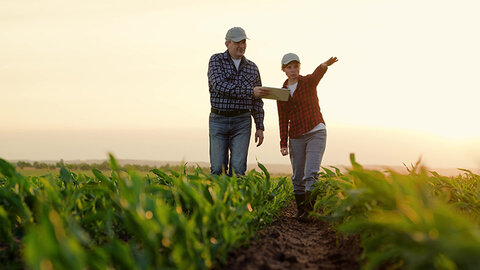 Two farmers walk through a crop field at sunset, reviewing notes on a tablet while one gestures across the rows.