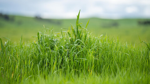 Tall green grass in a lush field under a cloudy sky.