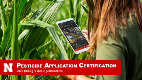 Person using a tablet while inspecting corn plants in a field, illustrating pesticide application certification training and modern crop management.