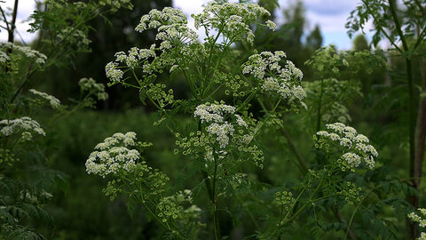 poison hemlock plants with white flowers in green meadow with trees in the background