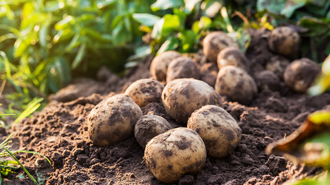 Freshly harvested potatoes on soil surrounded by green plants.