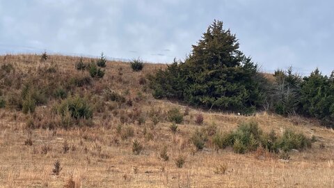 Eastern redcedar trees encroaching into a grassland hillside with no active management, reducing available pasture forage.