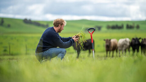 Farmer kneeling in a pasture examining a soil and root sample, with a shovel in the ground and cattle grazing in the background.