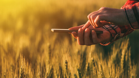 woman's hands hold a smartphone over a wheat field near sunset