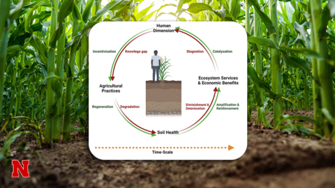 Corn plants growing in rows frame a graphic illustrating the soil health cycle, showing links between human decisions, agricultural practices, soil health and ecosystem benefits over time.