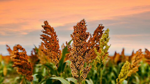 Closeup of reddish-orange maturing sorghum field with pink-hued sky in background