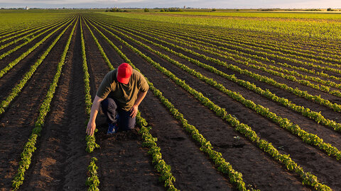 Farmer inspects plants on a growing green soybean field.