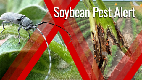 Split image showing a Dectes stem borer adult on a soybean leaf and soybean stem damage from gall midge larvae near a field edge, highlighting pest pressure before plants mature.