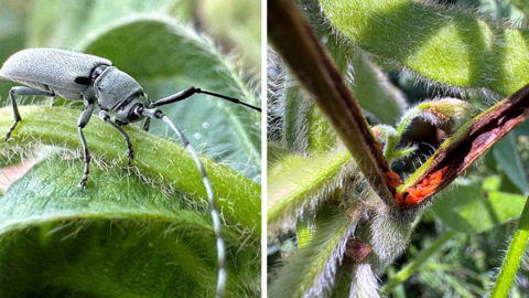 Split photo of black dectes stem borer adult on soybean leaf and orange soybean gall midge larvae inside soybean stem