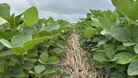 Green soybean plants growing in neat rows under a cloudy sky.