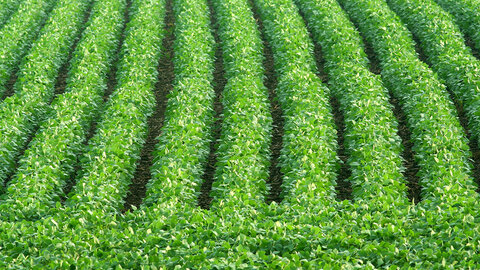Even rows of healthy green soybean during mid-season