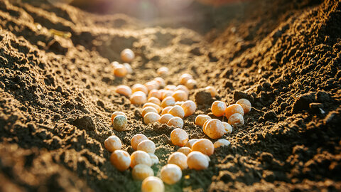 Closeup of soybean seeds in soil backlit by a light source