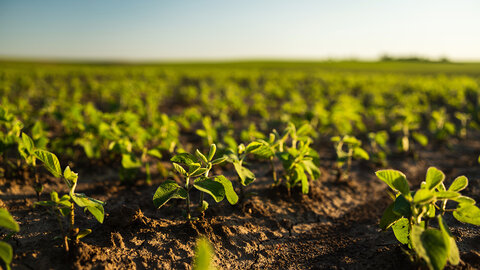Young soybean plants emerging in rows across a field, with small green leaves and bare soil visible between rows.
