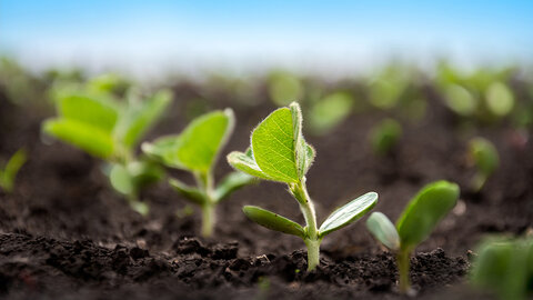 Young green seedlings sprouting from dark soil under a bright blue sky.