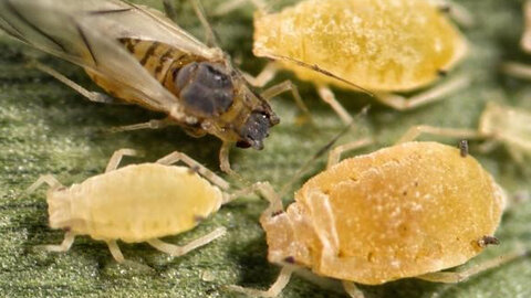 Figure 1. Sugarcane aphids. (Photo credit: Patrick Porter, Texas Cooperative Extension, Bugwood.org)
