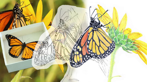 A monarch butterfly is shown next to its scientific illustration.