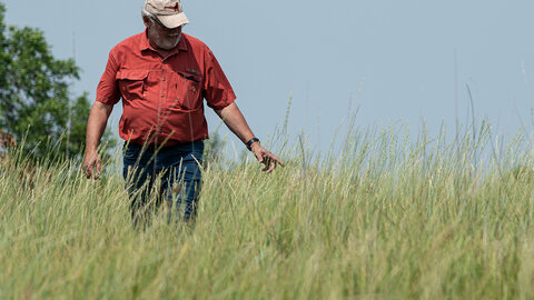 man walks in tall grass field