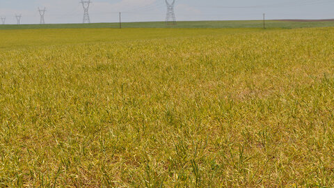 large yellowing wheat field due to viral infection