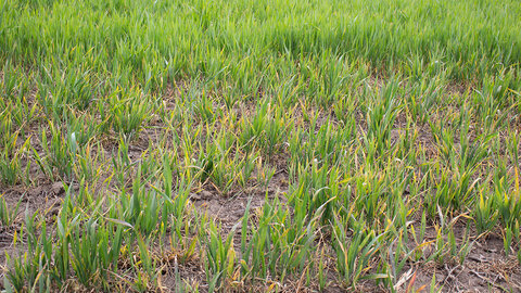 Green grass field with sparse growth, dirt visible between blades. Horizontal view.