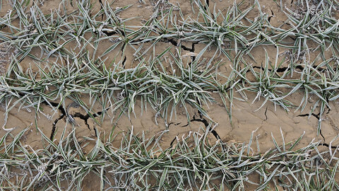 Frost-covered winter wheat seedlings in cracked soil during late winter dormancy.