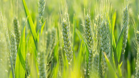 green wheat in a field