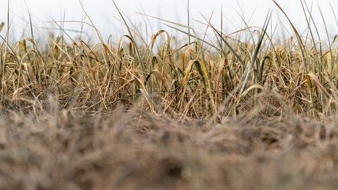 Low-angle view of drought-stressed winter wheat with dry, brown leaves and sparse green growth in a field.