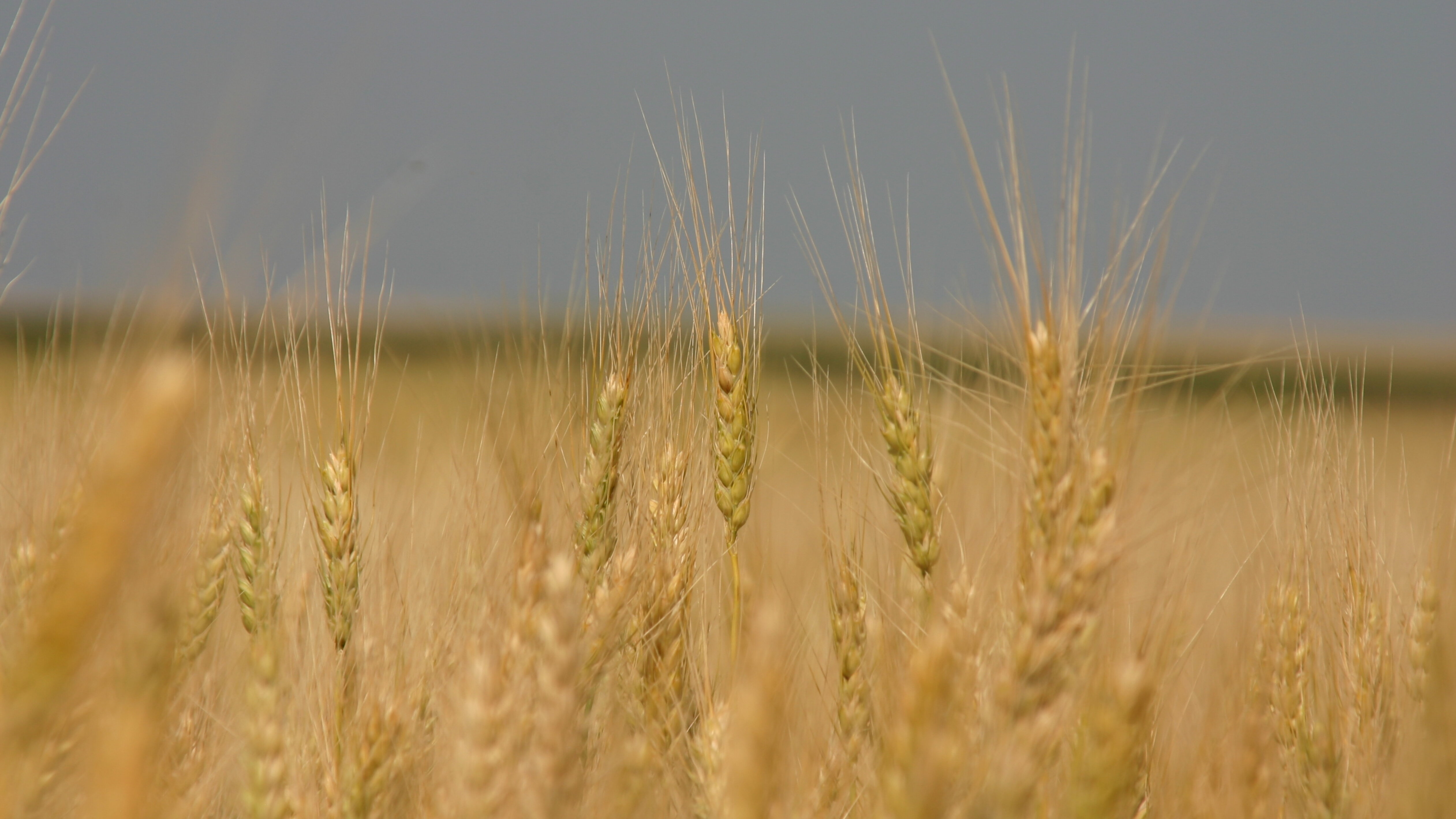 Q A Any Tips For Setting My Drill For Seeding Wheat Cropwatch