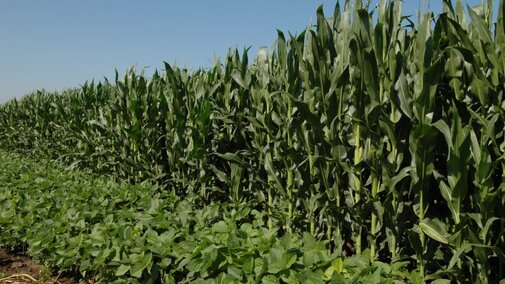 Soybean field beside a corn field