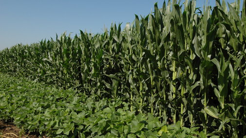 Corn and soybean fields