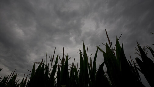 Corn field with a heavy cloud cover