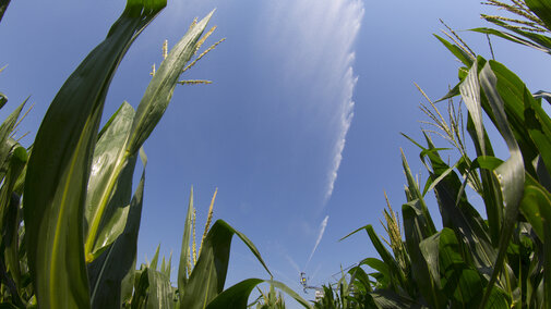 watering cornfield