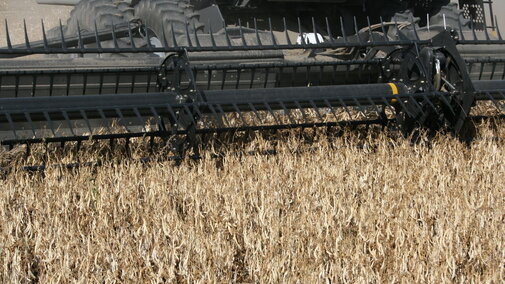 Dry bean direct harvesting