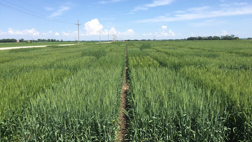 Figure 1. Winter wheat variety trial at the Eastern Nebraska Research and Extension Center, 2019. (Photos by Nathan Mueller)