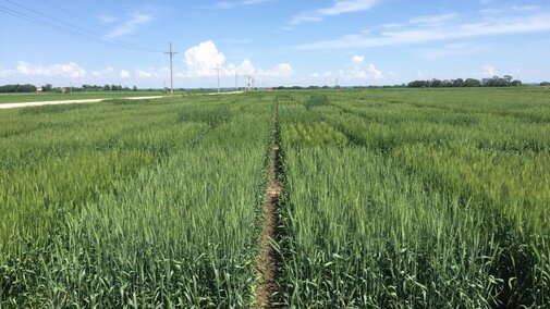 Winter wheat field trials conducted at the University of Nebraska Eastern Nebraska Research and Extension Center in 2018-2019.