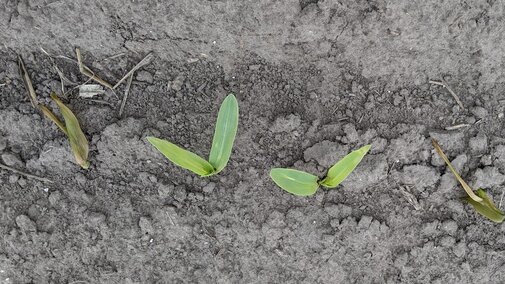 emerging corn showing varying degrees of frost damage