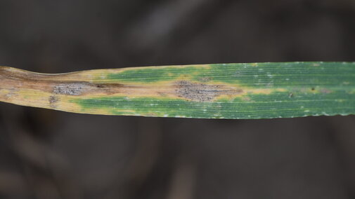 Septoria tritici blotch in the lower canopy of wheat