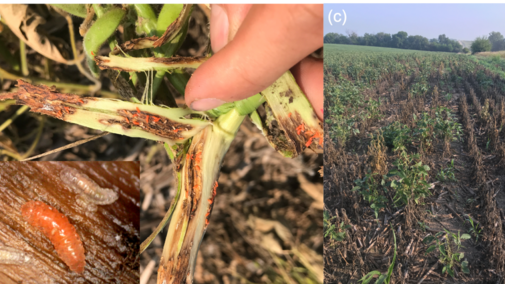 soybean gall midge larva