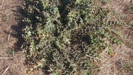 invasive musk thistle