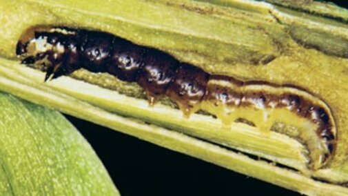 common stalk borer larva