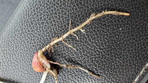 corn seedling with damage