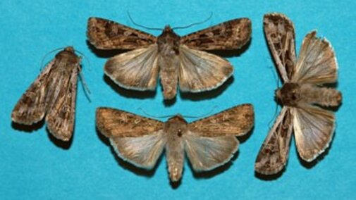 army cutworm miller moths