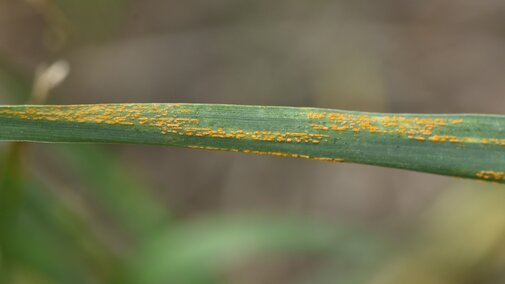 stripe rust on wheat