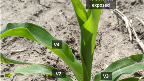 corn showing various growth stages