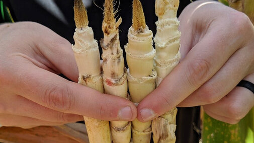 Arrested ears with a âprimordial tipâ due to pesticide application + NIS prior to tassel