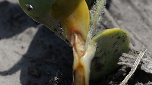 soybean seedling emerging