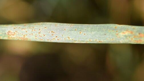 what leaf rust