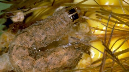 western bean cutworm larvae