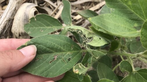 insect damage on soybean leaf from thistle caterpillar